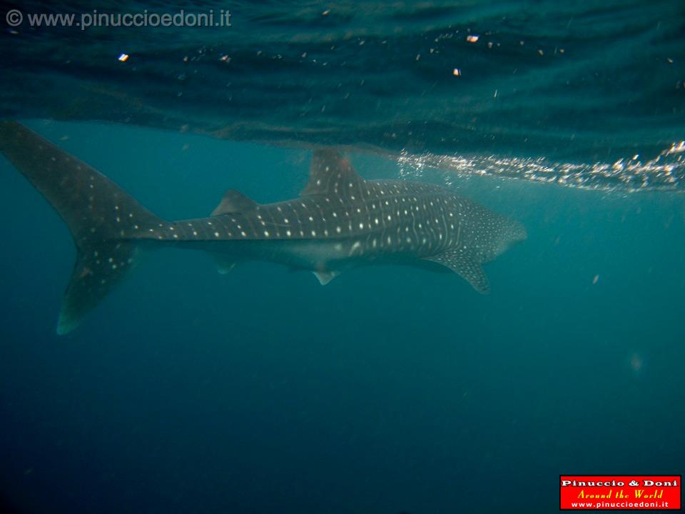 Djibouti - Squalo Balena a Gibuti - 10.jpg